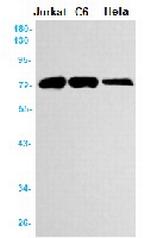ANGPT1 Recombinant Rabbit Monoclonal Antibody