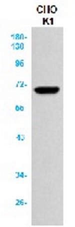 MMP14 Antibody in Western Blot (WB)