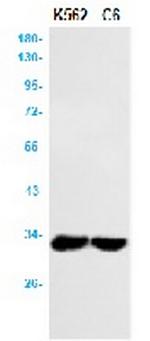 PDCD1LG2 Antibody in Western Blot (WB)