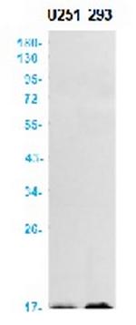 MDK Recombinant Rabbit Monoclonal Antibody