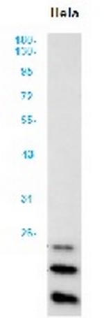 FGF2 Recombinant Rabbit Monoclonal Antibody