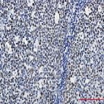 MCM6 Recombinant Rabbit Monoclonal Antibody