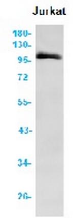 MCM6 Antibody in Western Blot (WB)