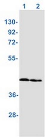 ADK Antibody in Western Blot (WB)
