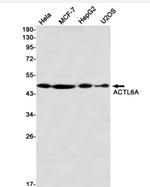 ACTL6A Antibody in Western Blot (WB)