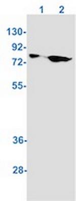 ACO2 Antibody in Western Blot (WB)