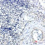 YWHAB Recombinant Rabbit Monoclonal Antibody