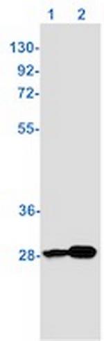 YWHAB Antibody in Western Blot (WB)