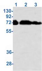 Phospho-PRKCG (Thr410, Thr412) Antibody in Western Blot (WB)