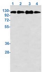 Phospho-MCM2 (Ser27) Antibody in Western Blot (WB)
