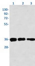 Phospho-CDK1/CDK2 (Thr14) Recombinant Rabbit Monoclonal Antibody