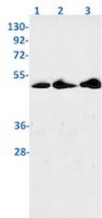 Phospho-CDC37 (Ser13) Recombinant Rabbit Monoclonal Antibody