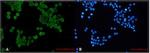 Phospho-PRKAA1 (Ser496) Antibody in Immunocytochemistry (ICC/IF)