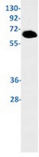 Phospho-PRKAA1 (Ser496) Antibody in Western Blot (WB)