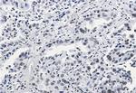 H3K27ac Antibody in Immunohistochemistry (Paraffin) (IHC (P))