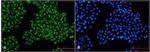FGFR3 Recombinant Rabbit Monoclonal Antibody