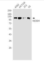 NEDD4 Antibody in Western Blot (WB)