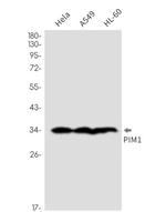 PIM1 Antibody in Western Blot (WB)