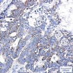BSG Antibody in Immunohistochemistry (Paraffin) (IHC (P))