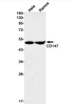 BSG Antibody in Western Blot (WB)