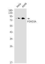 FOXO3 Recombinant Rabbit Monoclonal Antibody