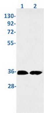 SURF4 Antibody in Western Blot (WB)