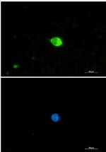 IRF7 Recombinant Rabbit Monoclonal Antibody