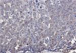 IRF7 Antibody in Immunohistochemistry (Paraffin) (IHC (P))