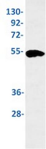IRF7 Antibody in Western Blot (WB)