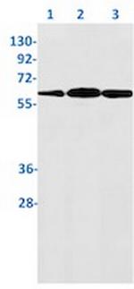 YY1 Recombinant Rabbit Monoclonal Antibody