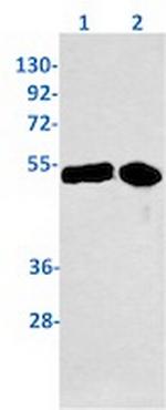 YBX1 Antibody in Western Blot (WB)