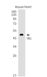 YBX1 Antibody in Western Blot (WB)