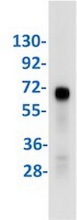 YAP1 Antibody in Western Blot (WB)