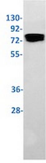 YAP1 Antibody in Western Blot (WB)
