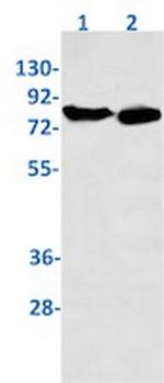 ERCC2 Antibody in Western Blot (WB)