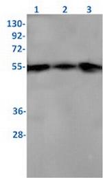 Xiap Recombinant Rabbit Monoclonal Antibody