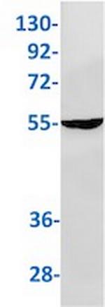 SLC7A11 Recombinant Rabbit Monoclonal Antibody