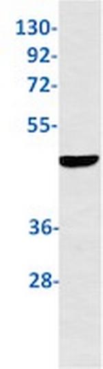 WNT5A Antibody in Western Blot (WB)