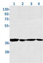 WDR5 Recombinant Rabbit Monoclonal Antibody