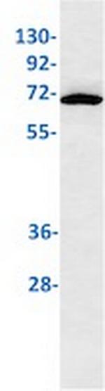 WDR1 Recombinant Rabbit Monoclonal Antibody