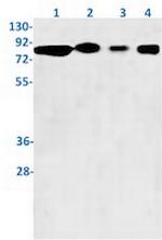 WASF1 Recombinant Rabbit Monoclonal Antibody