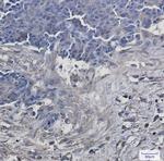 VPS4A Antibody in Immunohistochemistry (Paraffin) (IHC (P))