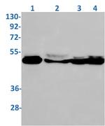 VPS4A Antibody in Western Blot (WB)