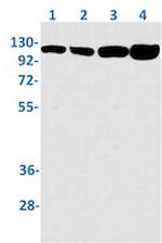 VCL Antibody in Western Blot (WB)