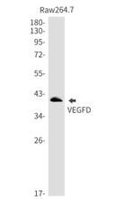 VEGFD Antibody in Western Blot (WB)