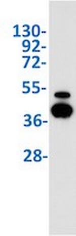 VEGFA Antibody in Western Blot (WB)