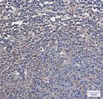 VCP Antibody in Immunohistochemistry (Paraffin) (IHC (P))