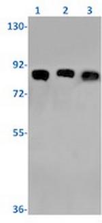 VCP Antibody in Western Blot (WB)