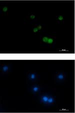 VAMP2 Recombinant Rabbit Monoclonal Antibody