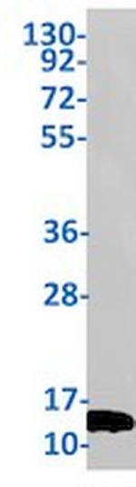 VAMP2 Antibody in Western Blot (WB)
